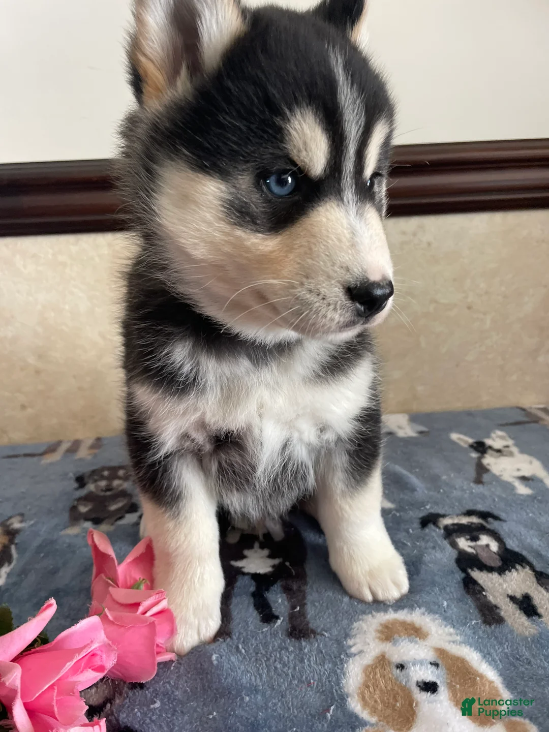 Pomsky dogs for sale: Chandler - Ad 4