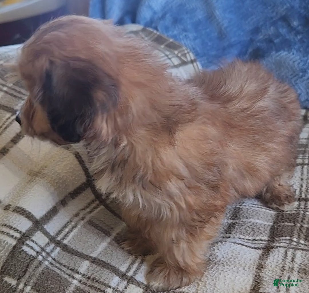 Mixed Breed dogs for sale: Molly - Ad 14