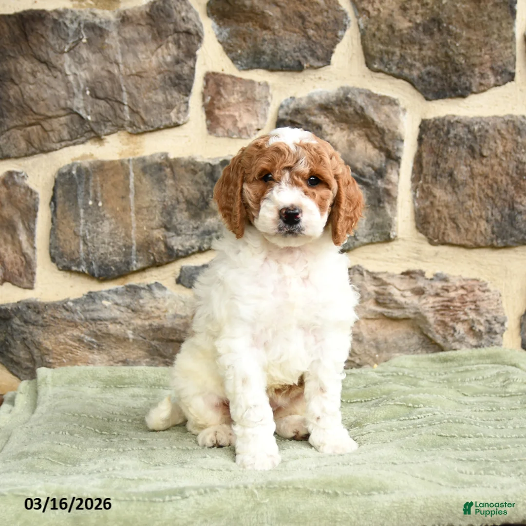 Goldendoodle dogs for sale: Javvis - Ad 1