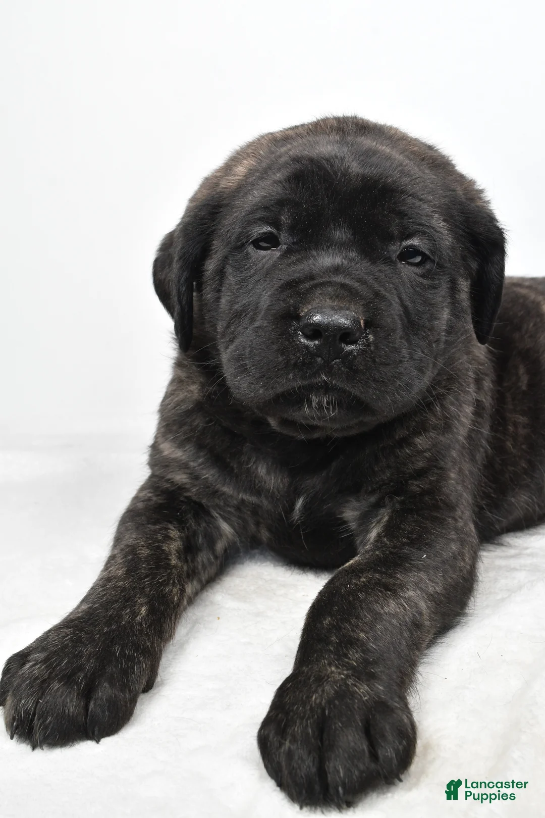 English Mastiff dogs for sale: Border - Ad 4
