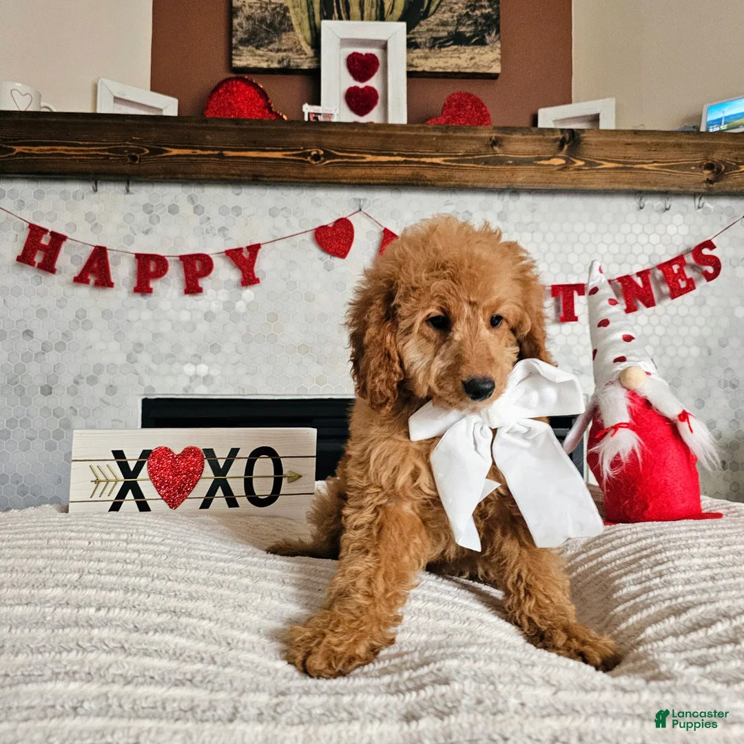 Mini Goldendoodle dogs for sale: Rosie - Ad 1