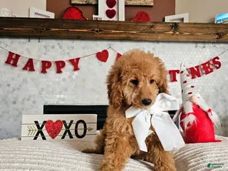 Mini Goldendoodle dogs Rosie - Ad 12