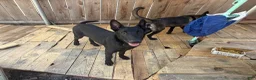 Belgian Malinois dogs for sale: OSA #2 - Ad 13