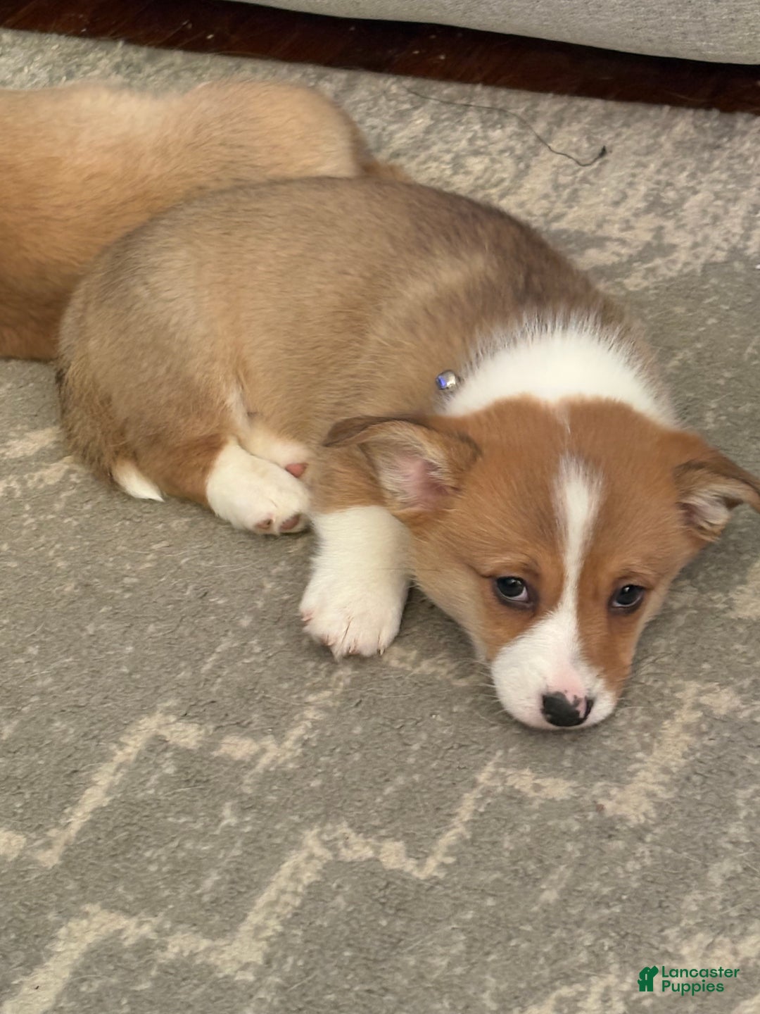 Welsh Corgi Pembroke dogs for sale: Welsh Corgi Pembroke Puppy 2 - Ad 6