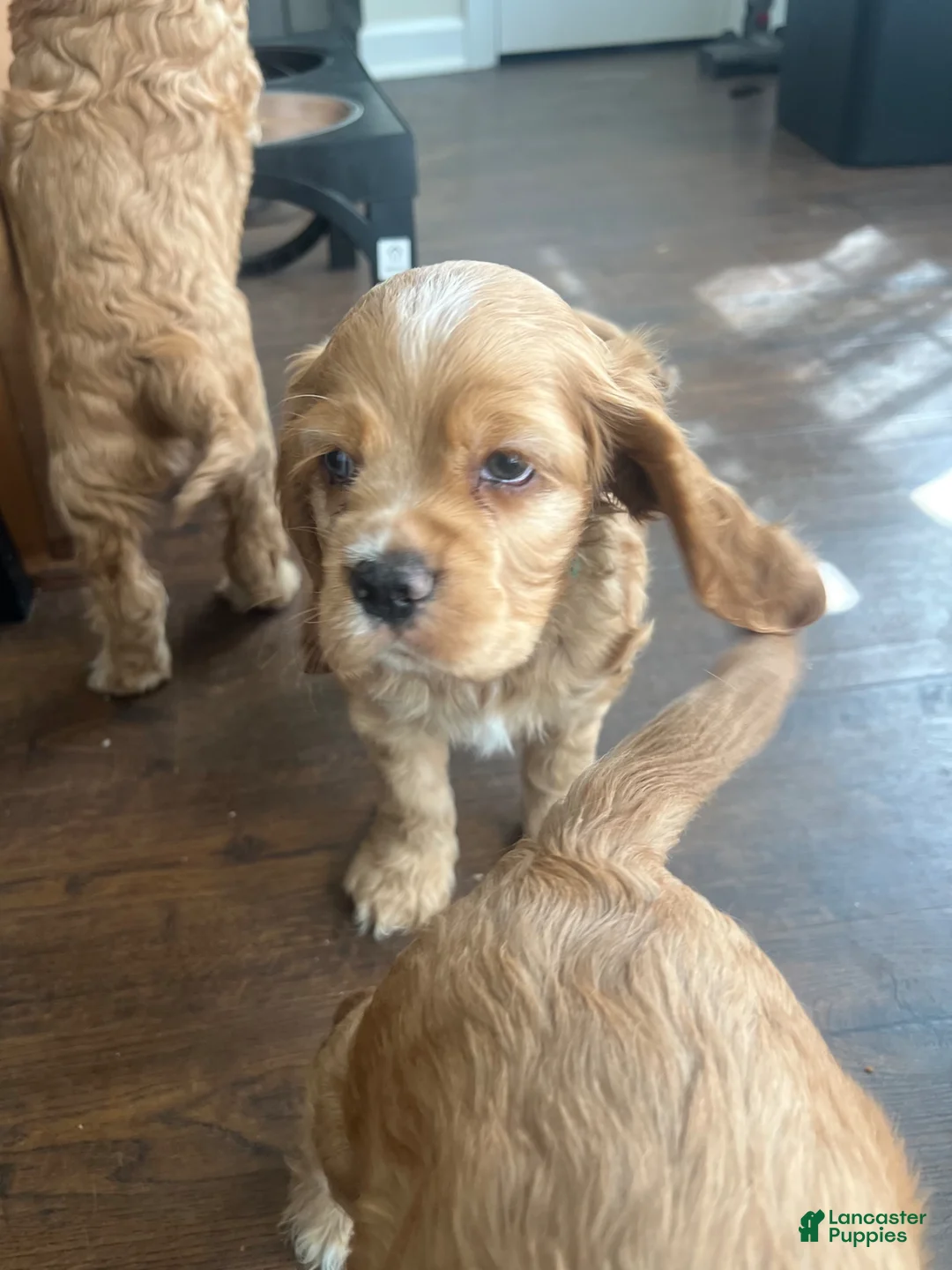 Cocker Spaniel dogs for sale: Cocker Spaniel Puppy 1 - Ad 1