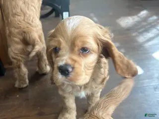 Cocker Spaniel dogs Cocker Spaniel Puppy 1 - Ad 30