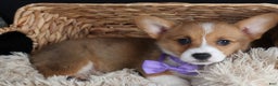 Welsh Corgi Pembroke dogs for sale: Holden - Ad 8