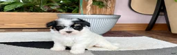 Havapoo dogs for sale: Havapoo girl 1 - Ad 2