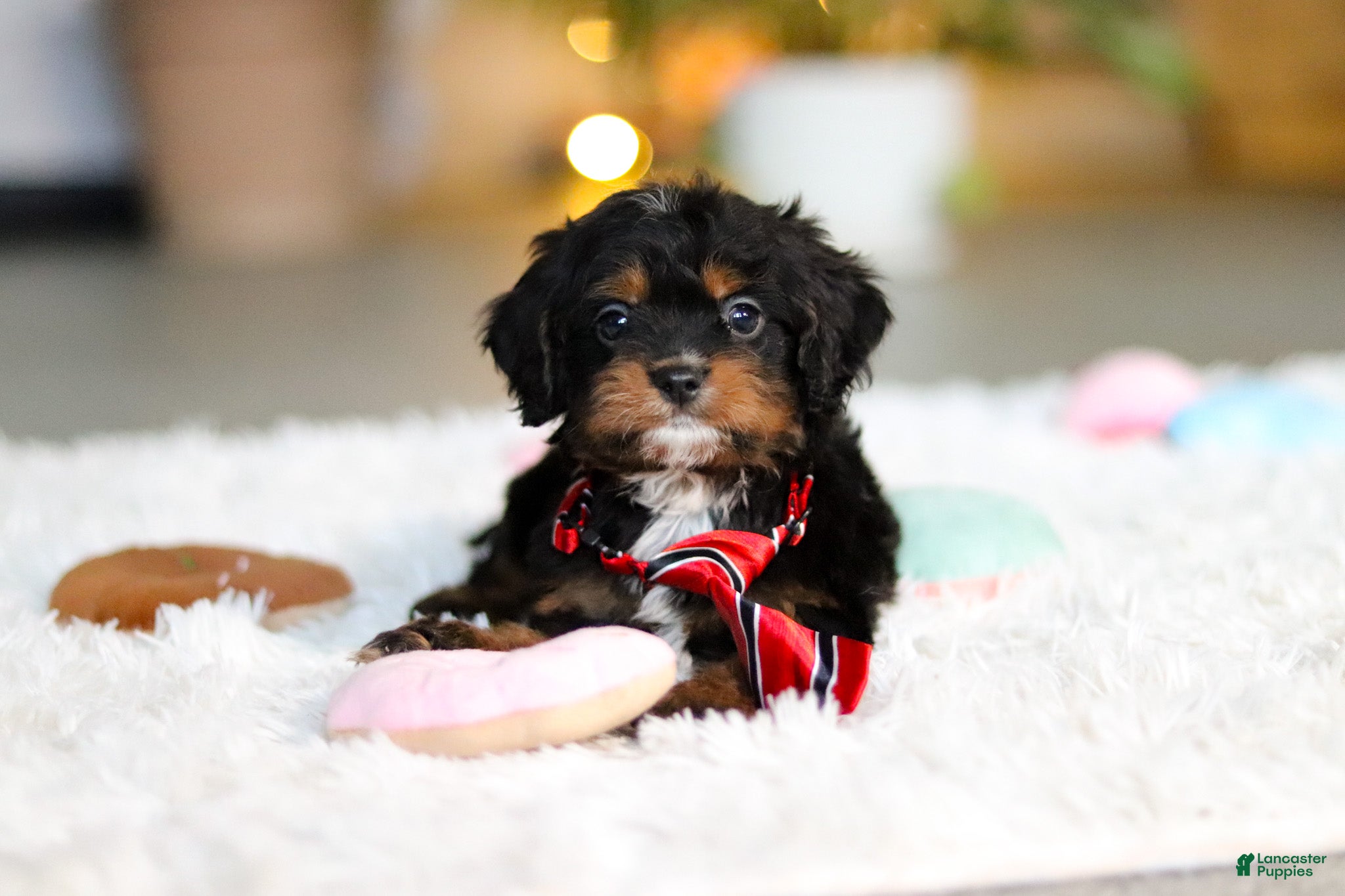 Cavapoo dogs Charlie - Ad 2
