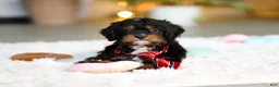 Cavapoo dogs for sale: Charlie - Ad 2