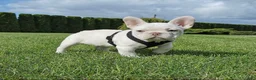 French Bulldog dogs for sale: Bella Frenchie Puppy - Ad 2