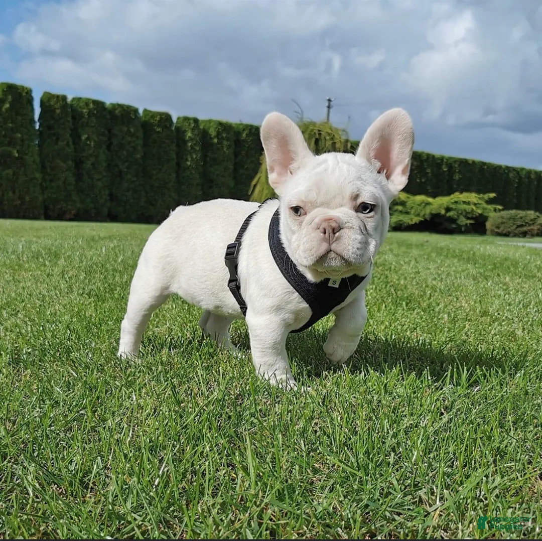 French Bulldog dogs for sale: Bella Frenchie Puppy - Ad 2