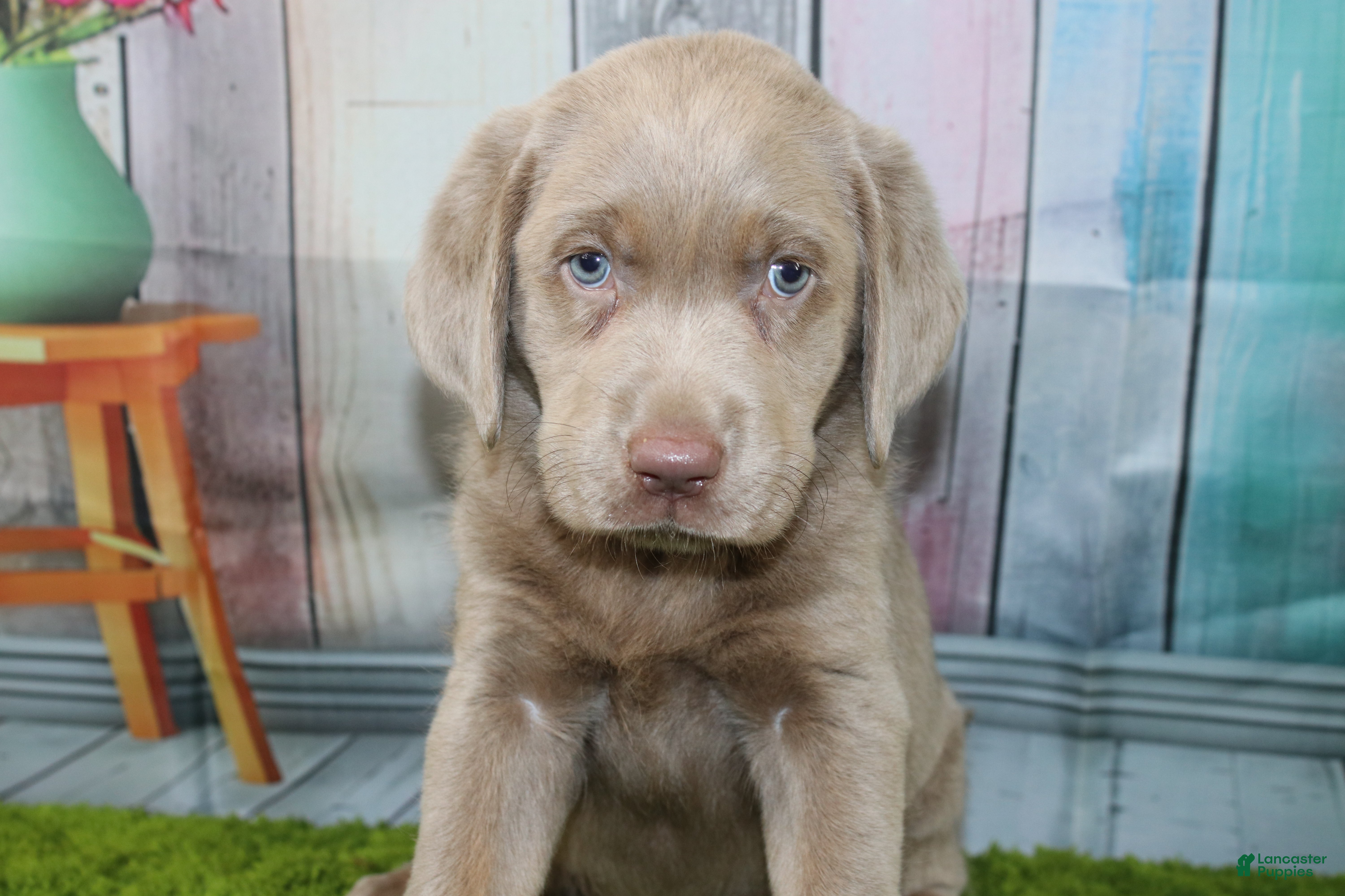 Labrador Retriever dogs Labrador Retriever Puppy 3 - Ad 5