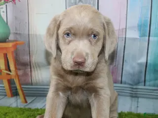 Labrador Retriever dogs Labrador Retriever Puppy 3 - Ad 5