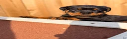 Rottweiler dogs for sale: Rottweiler 6 - Ad 13
