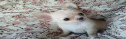 Chihuahua dogs for sale: Applehead boy Hand Delivery  - Ad 2