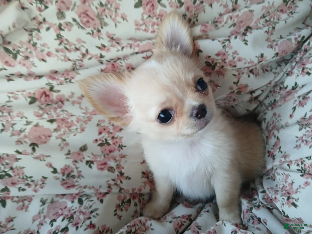 Chihuahua dogs for sale: Applehead boy Hand Delivery  - Ad 2