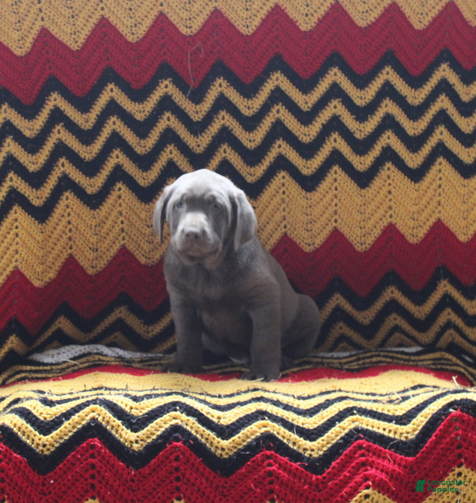 Labrador Retriever dogs Archie - Ad 1