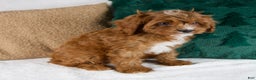 Cavapoo dogs for sale: Audi - Ad 5