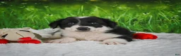 Border Collie dogs for sale: Jackson - Ad 2
