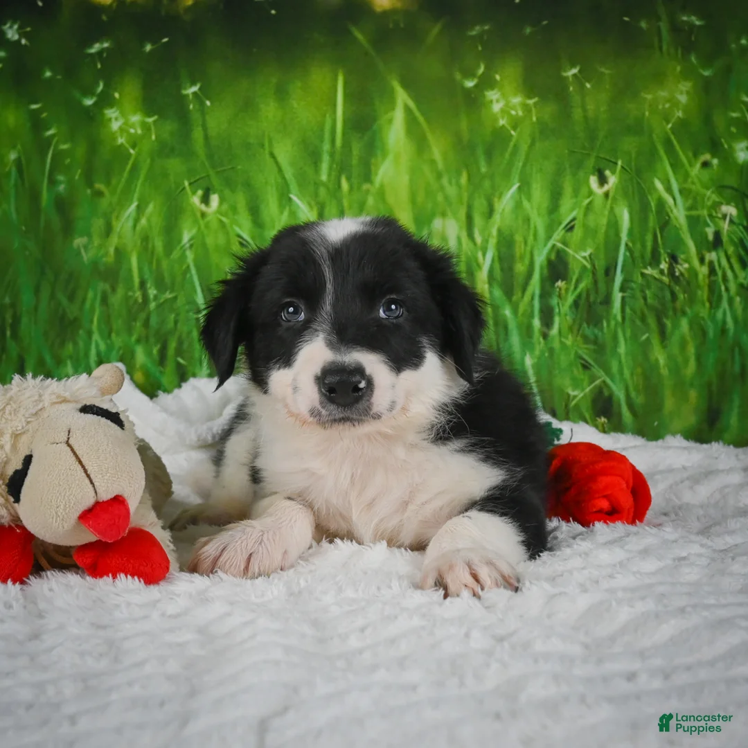 Border Collie dogs for sale: Jackson - Ad 2