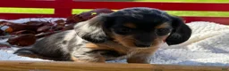 Miniature Dachshund dogs for sale: Bonnie - Ad 2