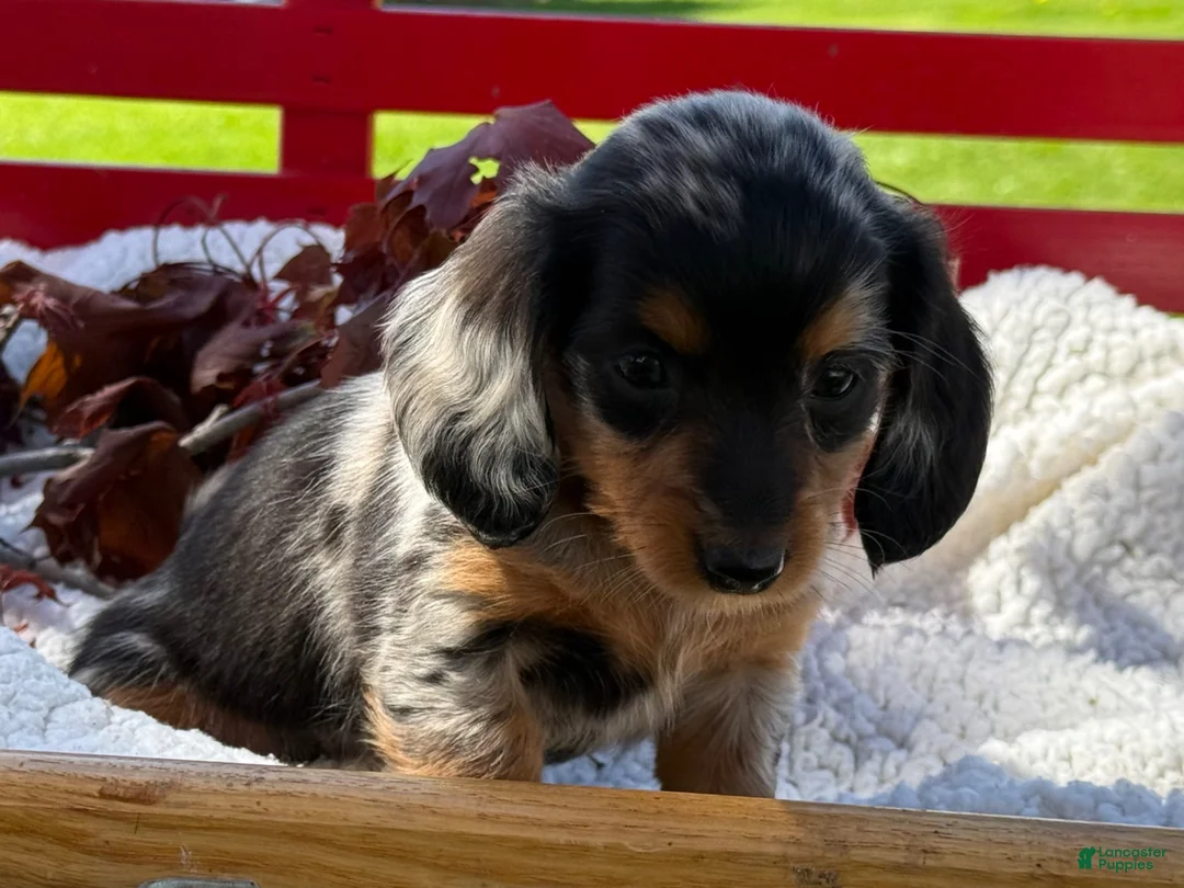 Miniature Dachshund dogs for sale: Bonnie - Ad 2