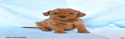 Miniature Poodle dogs for sale: Micky - Ad 2