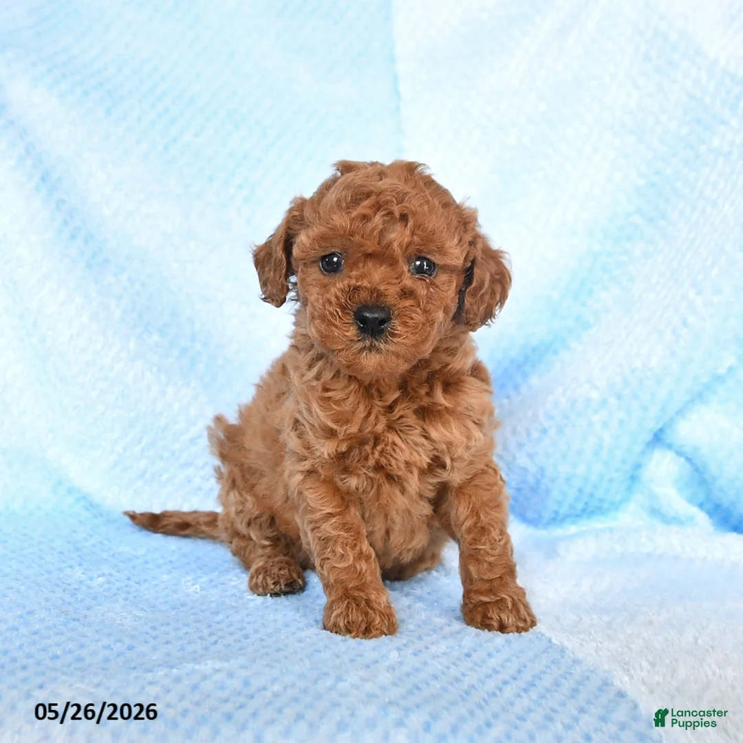 Miniature Poodle dogs for sale: Micky - Ad 2