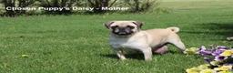 Pug dogs for sale: Ellie - Ad 5
