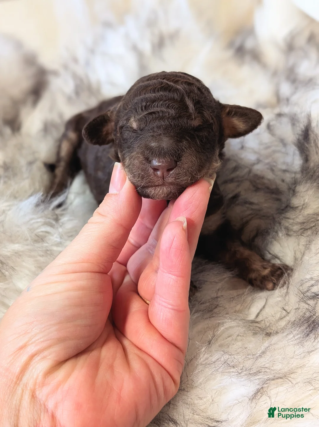 Mixed Breed dogs for sale: TERMINATOR  - Ad 3