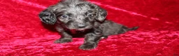 Doxiepoo dogs for sale: Doxiepoo Mia - Ad 10