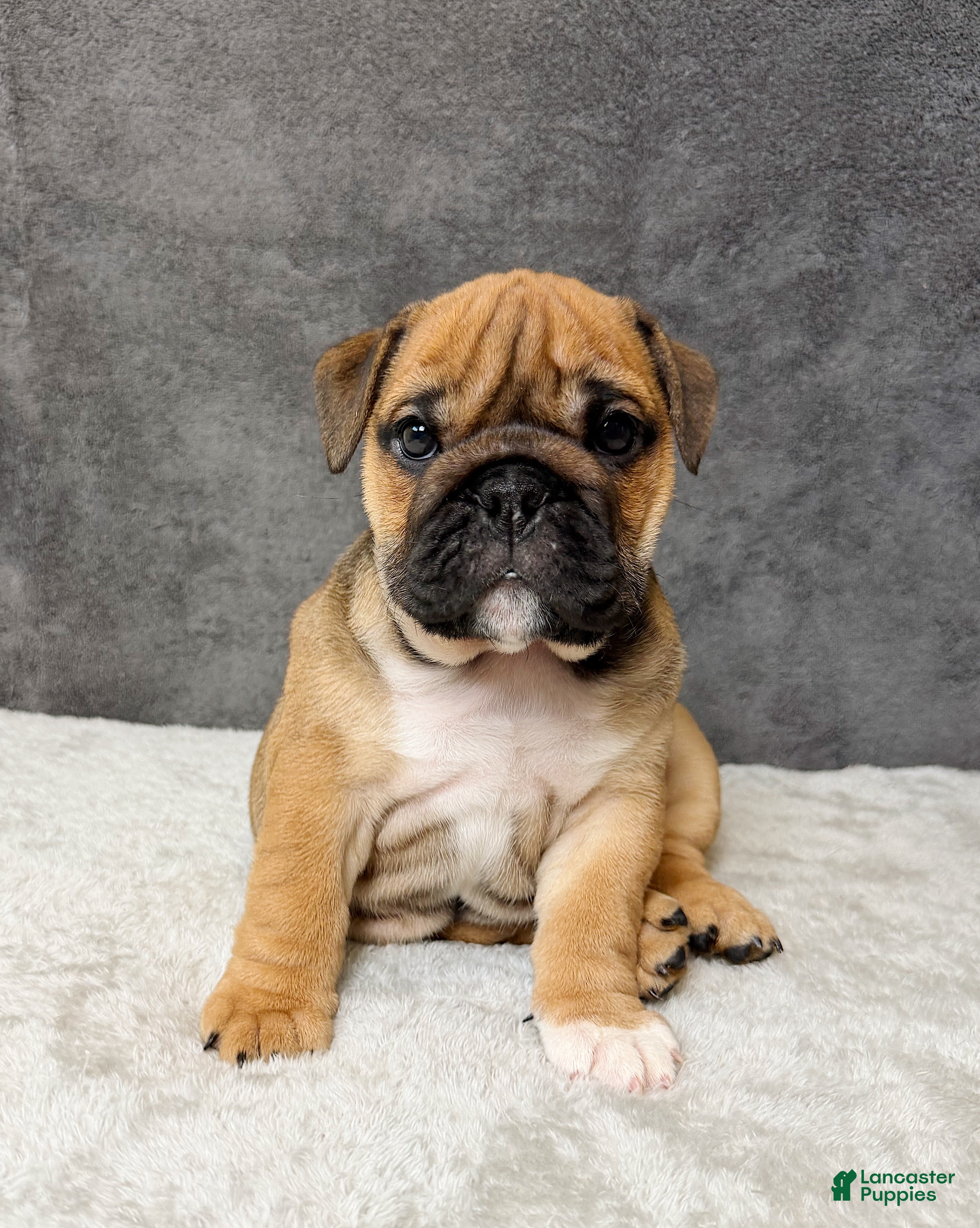 English Bulldog dogs Coco - Ad 39