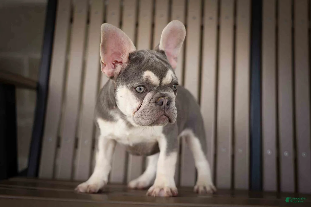 French Bulldog dogs for sale: Stella🌸 - Ad 2