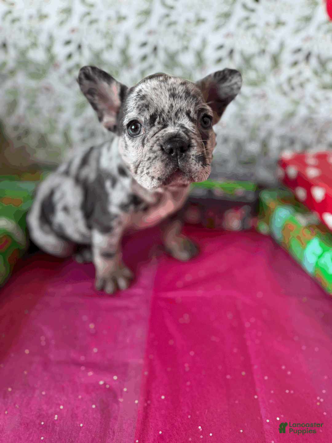 French Bulldog dogs for sale: MIA - Ad 6