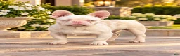 French Bulldog dogs for sale: Pinkey  - Ad 1