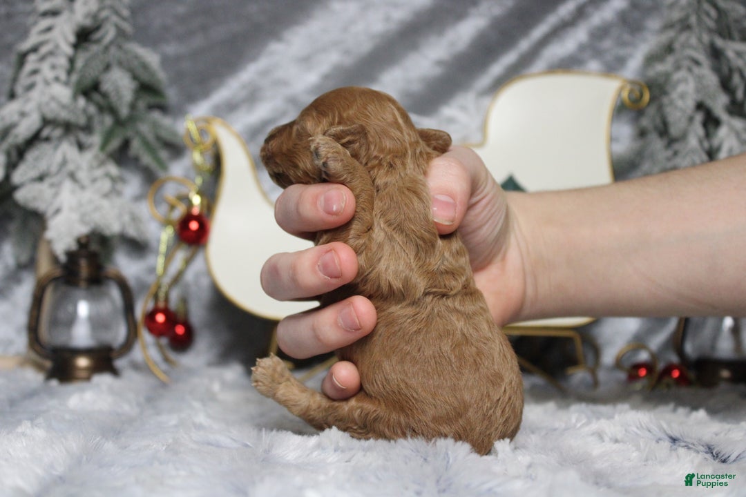 Toy Poodle dogs for sale: Ruby - Ad 10