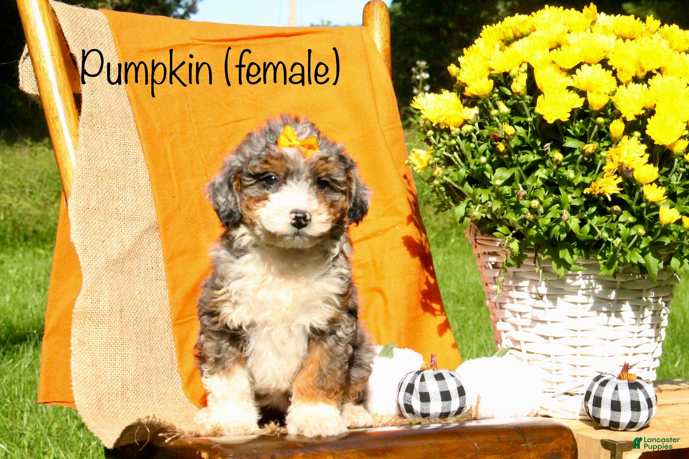 Pumpkin (Doodle / designer cross, Female) in Oldtown, MD