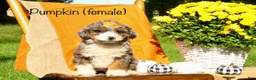 Mini Bernedoodle dogs for sale: Pumpkin - Ad 1