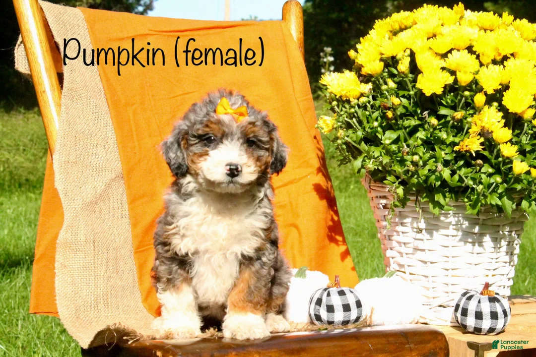 Mini Bernedoodle dogs for sale: Pumpkin - Ad 1