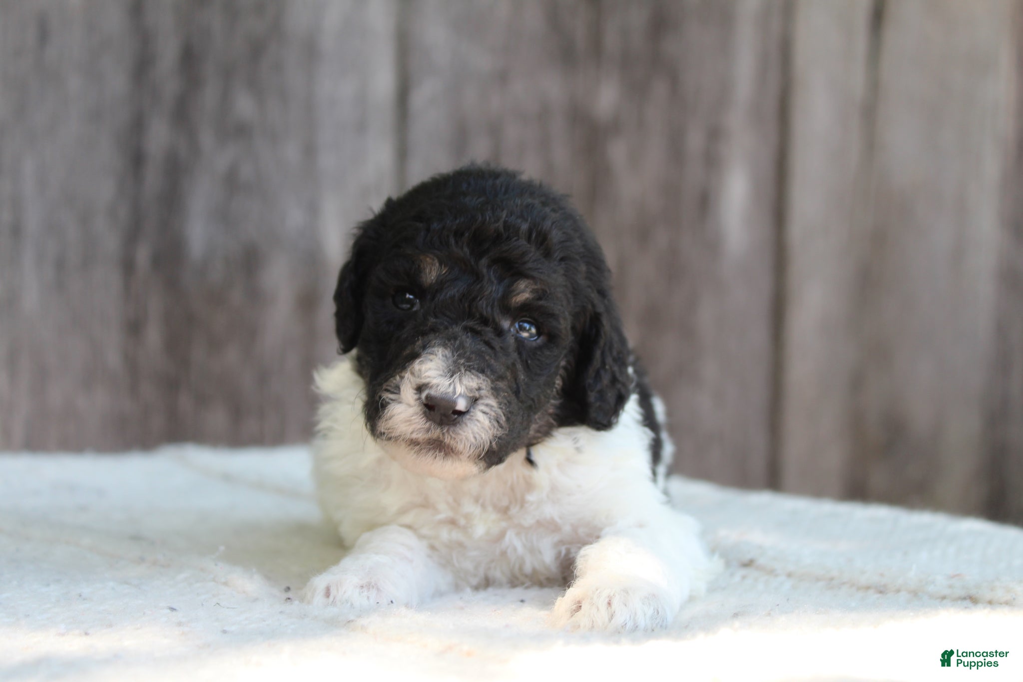 Sage AKC standard poodle
