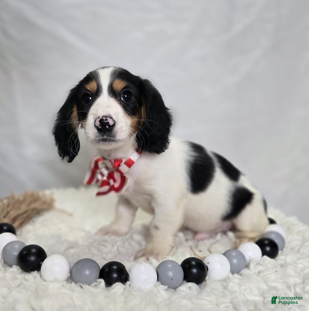 Miniature Dachshund dogs for sale: Tyler - Ad 2