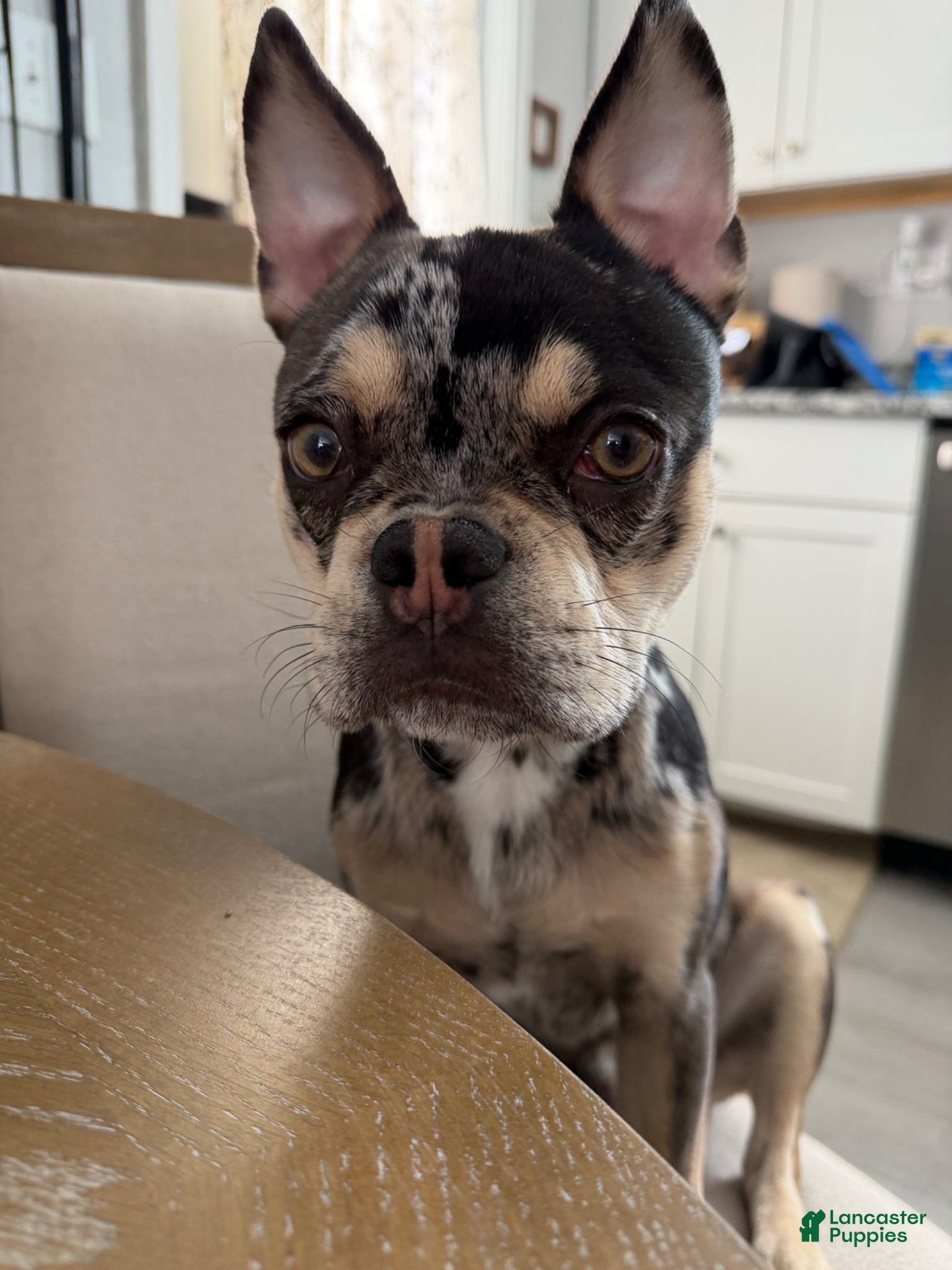 Frenchton dogs Charlee - Ad 1