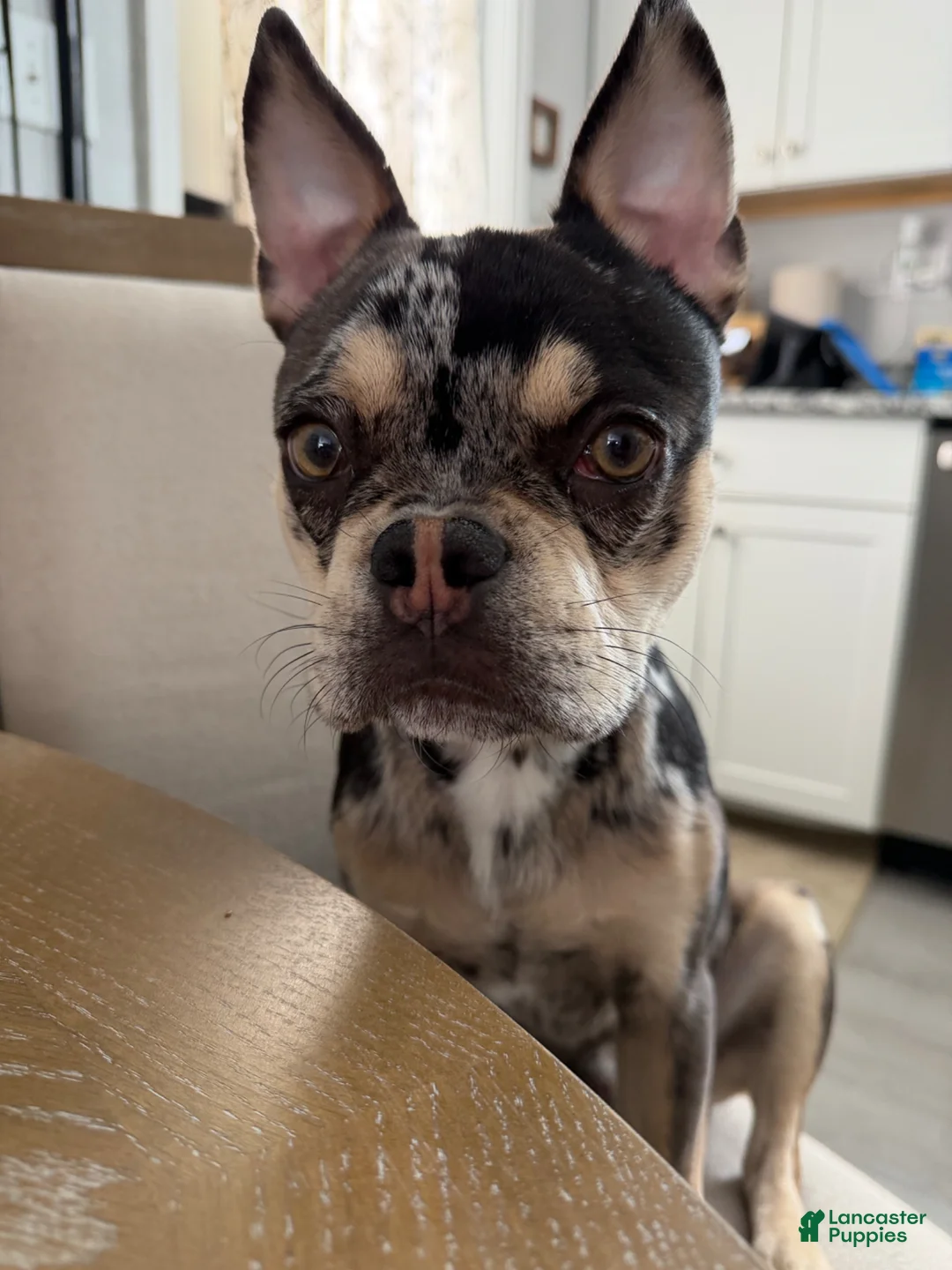Frenchton dogs for stud: Charlee - Ad 1