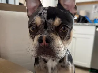 Frenchton dogs Charlee - Ad 24