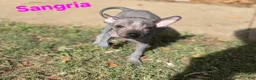 Xoloitzcuintle dogs for sale: Xoloitzcuintle Mini Female - Ad 1
