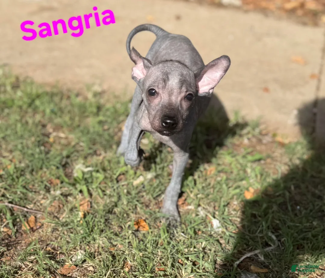 Xoloitzcuintle dogs for sale: Xoloitzcuintle Mini Female - Ad 1