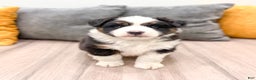 Australian Shepherd dogs for sale: Jace - Ad 1