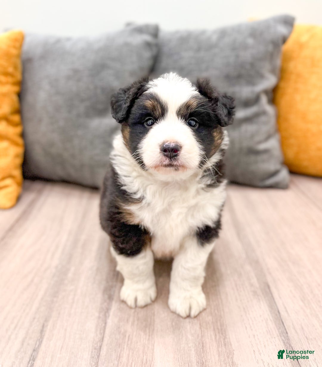 Australian Shepherd dogs for sale: Jace - Ad 1