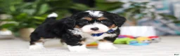 Mini Bernedoodle dogs for sale: Bluey - Ad 4